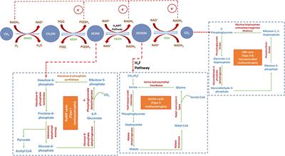 Biotransformation of Methane and Carbon Dioxide Into High-Value Products by Methanotrophs: Current State of Art and Future Prospects